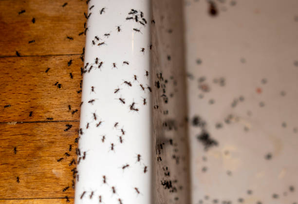 Wildlife Control Services in Dover, NJ